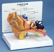 CHILD EAR