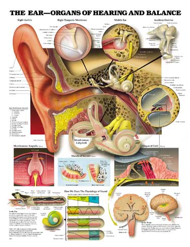EAR, HEARING AND BALANCE ANATOMICAL CHART