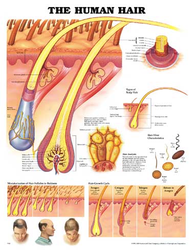 THE HUMAN HAIR ANATOMICAL CHART