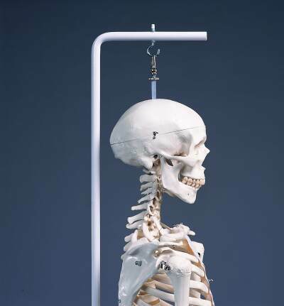 Standard Skeleton  with hanging roller&nbsp;