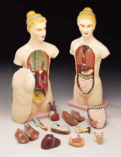 BUDGET SWEET SUE TORSO