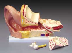 BUDGET GIANT EAR MODEL