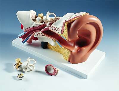 Ear, 3 times life-size, 4 part