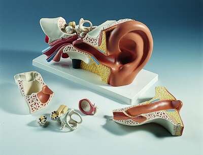 Ear, 3 times life-size, 6 part