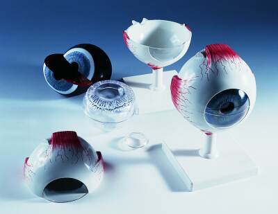 Eye, 5 times full-size, 6-part