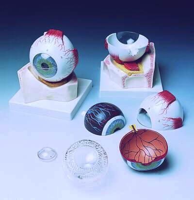 Eye, 5 times full-size, 7-part