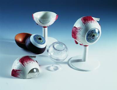 Eye, 3 times full-size, 6-part