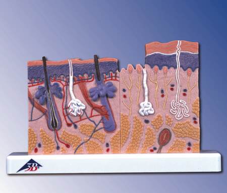 Skin Section, 40 times full-size