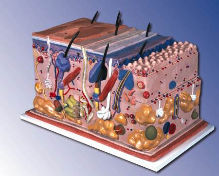 Skin, Block Model, 70 times full-size