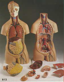 Unisex Torso, 14 part