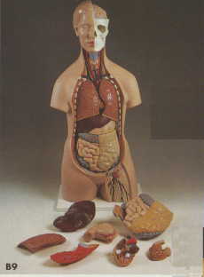 Unisex Torso, 10 part