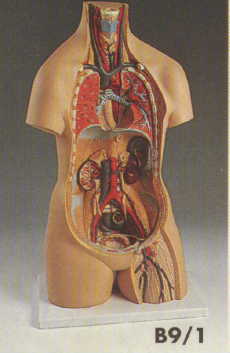 Unisex Torso, 9 part