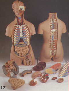 Torso with head, 20-part