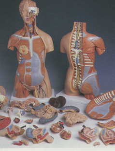 Deluxe Dual-Sex Muscle-Torso, 31-part